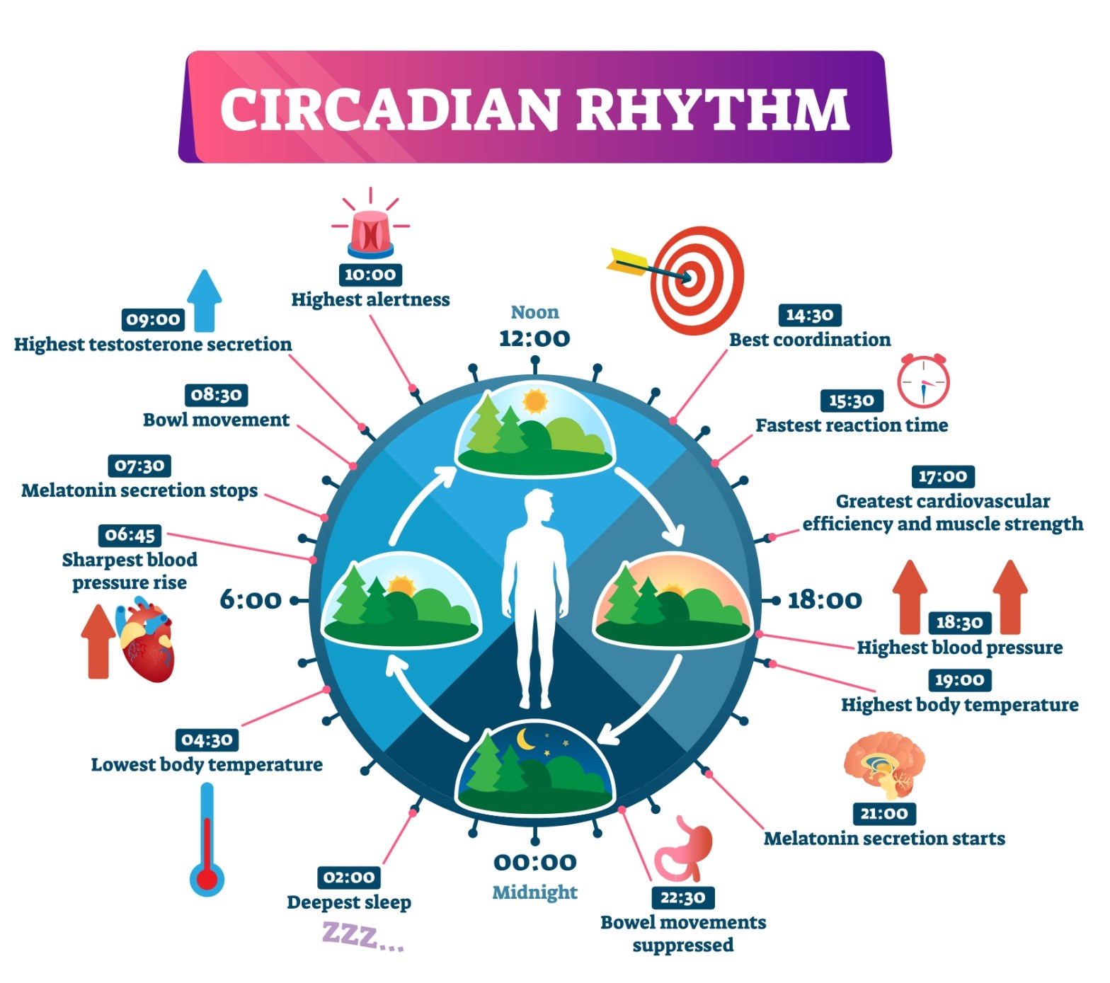circadian rhtym